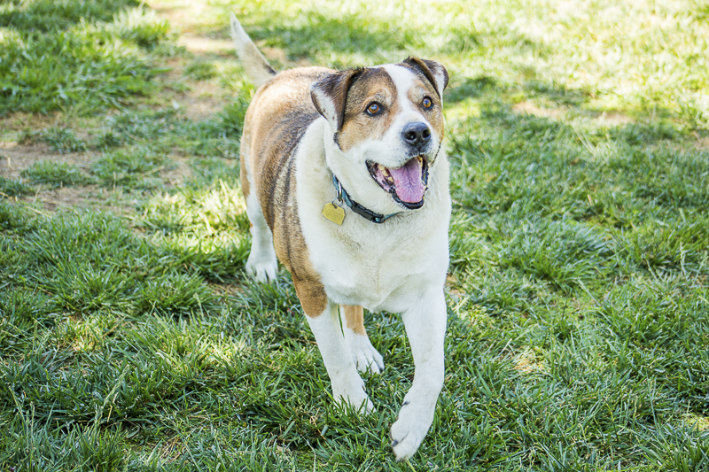 Adoptable dogs from C.A.R.L. ©Kiernan Michelle Photography 