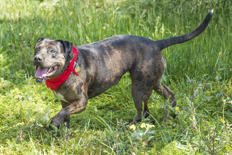 dog running in grass | Adoptable dogs from C.A.R.L. ©Kiernan Michelle Photography 