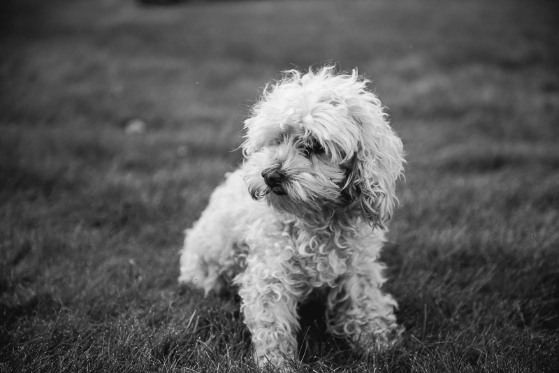 black and white portrait of senior dog | ©Mei Lin Barral Photography Vermont lifestyle dog photography 
