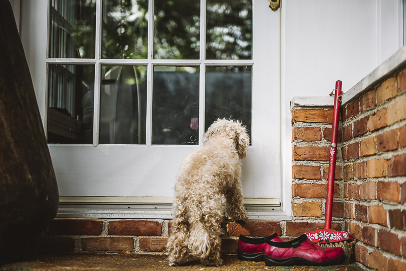 senior dog waiting to go inside | ©Mei Lin Barral Photography Vermont lifestyle dog photography 