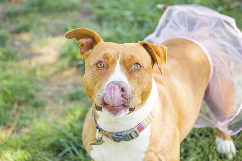 Staffy mix licking nose | Adoptable dogs from C.A.R.L. ©Kiernan Michelle Photography 