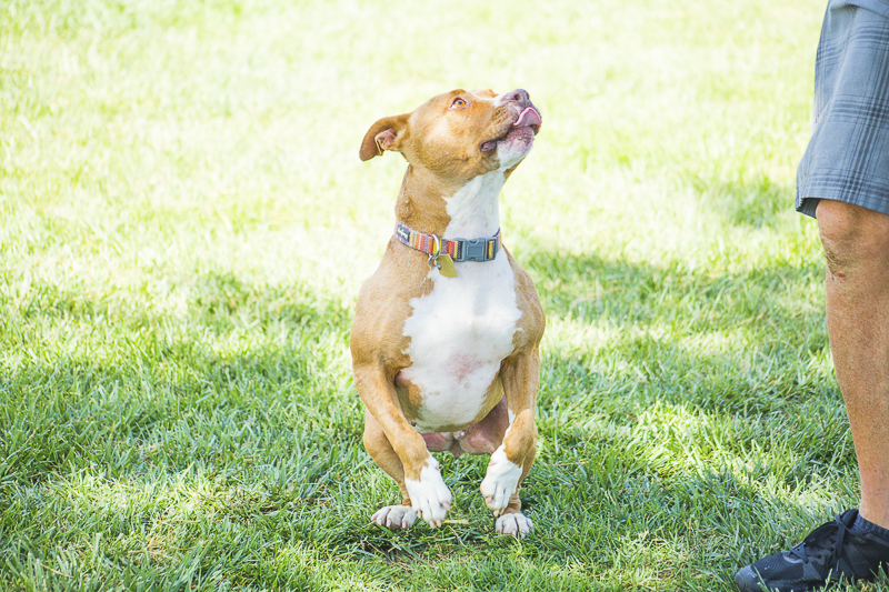  | Adoptable dogs from C.A.R.L. ©Kiernan Michelle Photography 