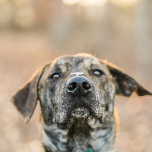 Engaging Tails:  Quinn the Handsome Dog