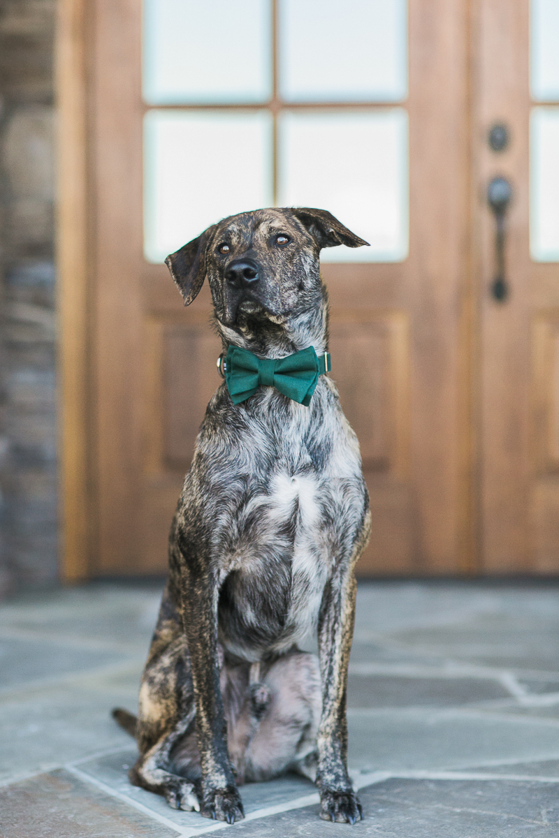 handsome dog in bow tie ©Sidney Leigh Photography | lifestyle dog photography 