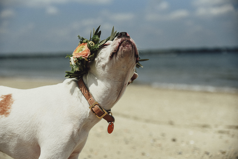 pit bull mix wearing floral crown at beach | Lifestyle dog photography ©Simply Perfect Photography