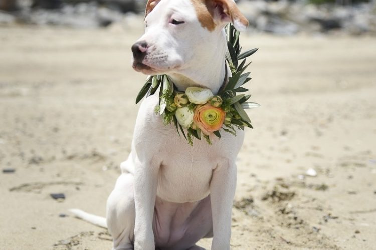 Pit Bull mix puppy on beach