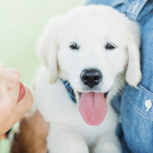 Puppy Love:  Nash the English Cream Golden Retriever