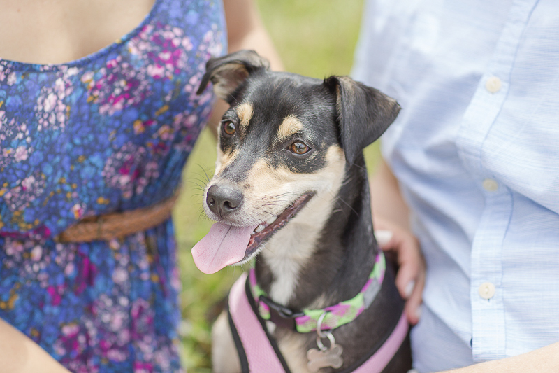 cute black and brown mixed breed ©Anna Grace Photography | dog friendly engagement pictures