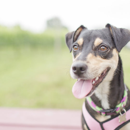 Engaging Tails:  Zoey the Min Pin-Terrier Mix