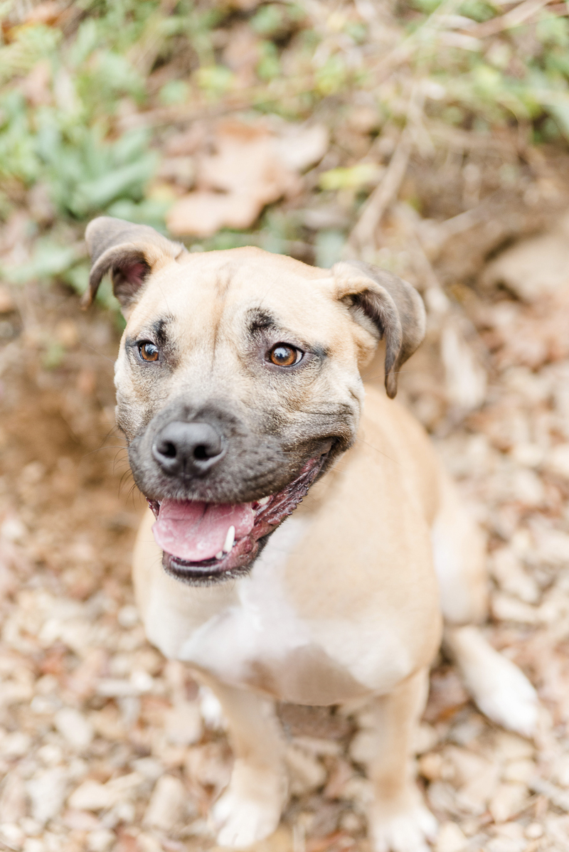 Adorable mixed breed dog, Stella, ©Heather K Cook Photography | Atlanta lifestyle dog photography
