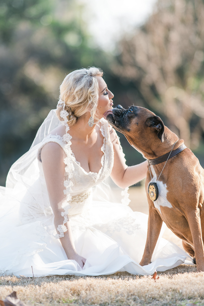 Dog licking bride's face, bridal portraits with a Boxer, ©Sugar Peach Productions | dog friendly bridal photos
