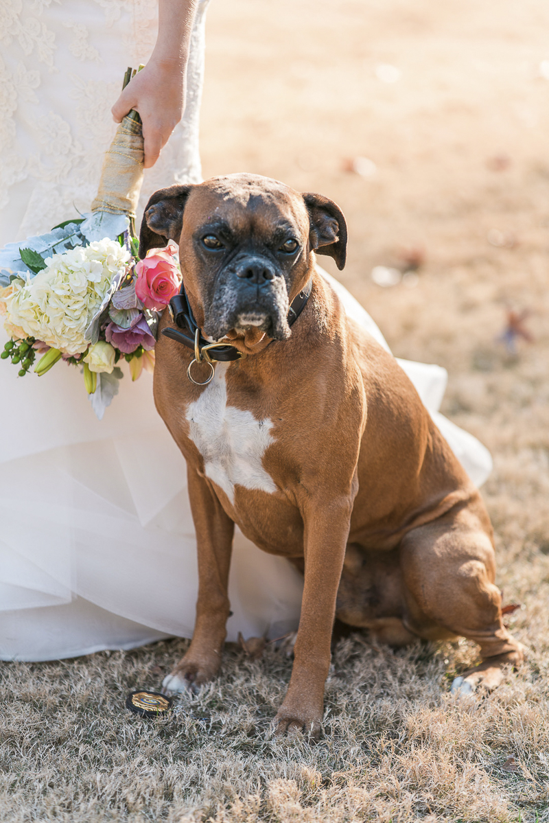 dog and bride, dog friendly bridal session, ©Sugar Peach Productions