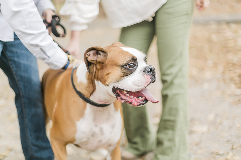 Boxer with tongue hanging out | ©Casey Hendrickson Photography | dog-friendly engagement photos