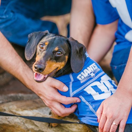 Engaging Tails:  Eli the Dachshund