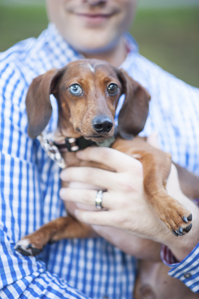 man's best friend, man holding dapple Dachshund | Maryland lifestyle dog photographer ©Nina K Photography