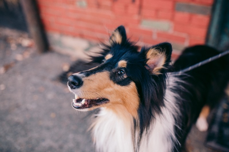 Rough Collie | Pittsburgh dog photography