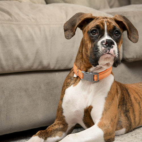 Puppy Love:  Pita the Boxer At Home