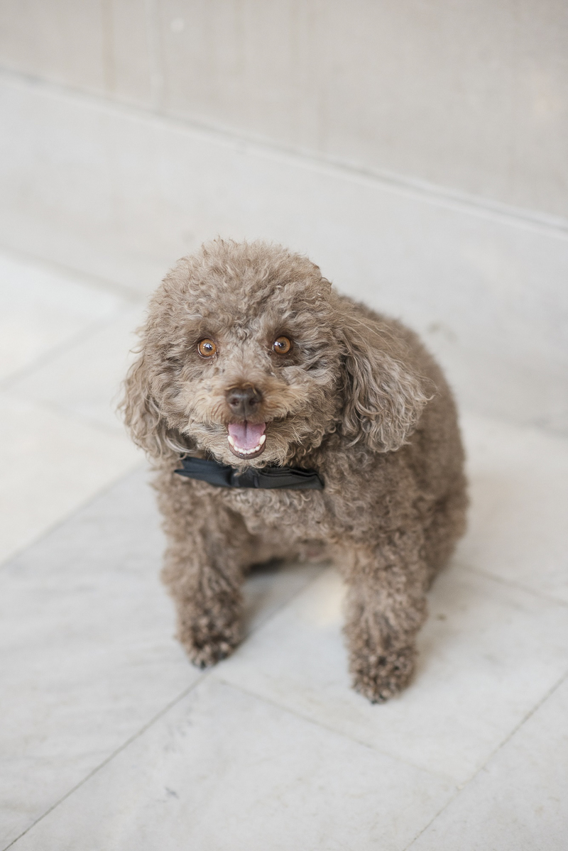 Adorable toy poodle wearing bow tie, wedding dog, ©Holly D Photography