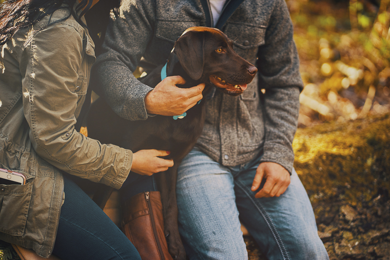 Engagement photos with chocolate lab puppy ©Lavender Bouquet Photography | dog friendly engagement portraits