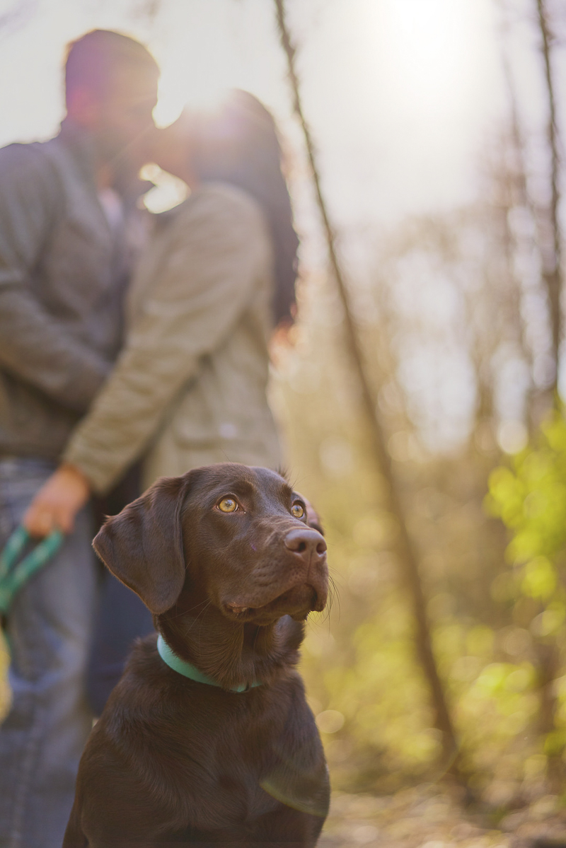 beautiful Lab puppy with couple in background ©Lavender Bouquet Photography | dog friendly engagement photos