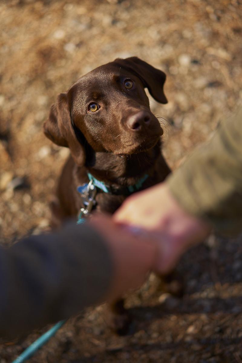 adorable chocolate Lab puppy looking up at couple, ©Lavender Bouquet Photography | dog friendly engagement pictures