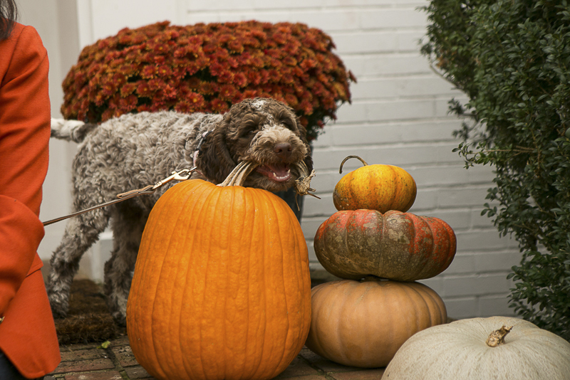 Lagotto Romagnolo chewing on pumpkin, puppy love, Nashville Pet Photographer, Mandy Whitley