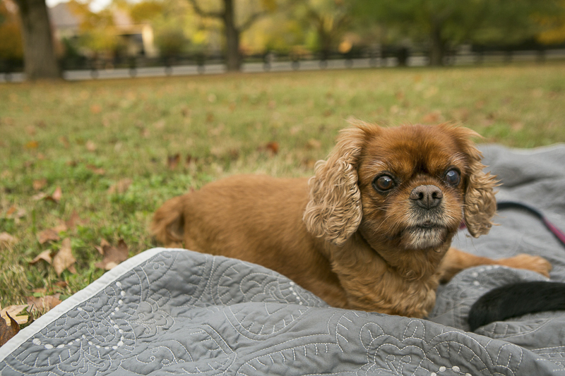 senior Cavalier, lifestyle dog photography, ©Mandy Whitley Photography