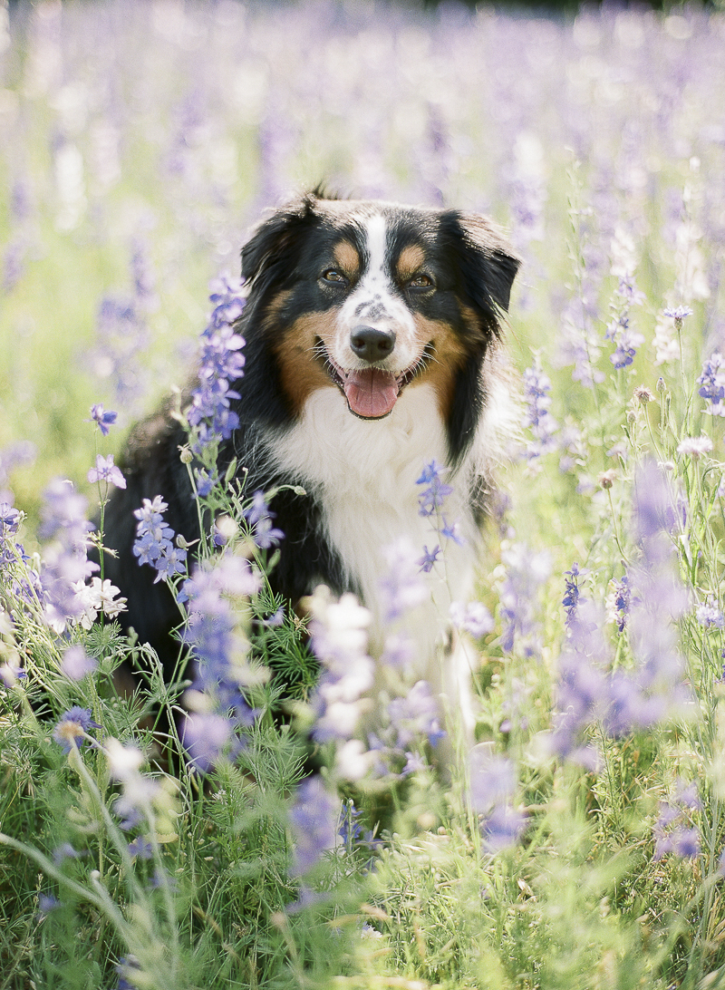 Australian Shepherd in field of flowers, lifestyle dog photography | ©The Ganeys
