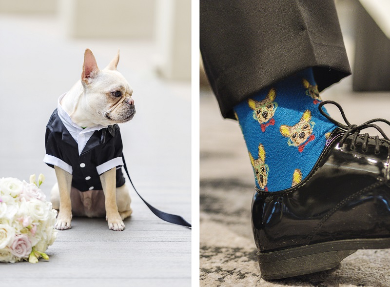 Frenchie wearing tux, socks with French Bulldog, ©epagaFoto | Kansas City, MO dog-friendly wedding