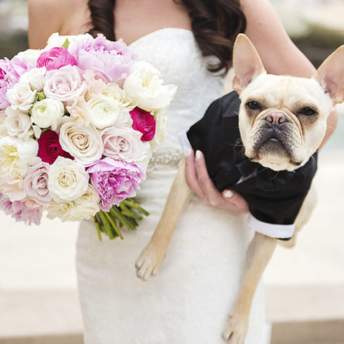 Best (Wedding) Dog:  Riggins the French Bulldog