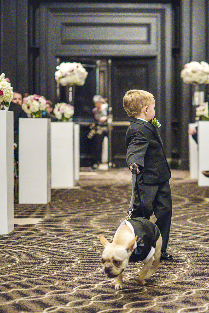 Frenchie pulling little boy down the aisle, wedding dog, ©epagaFoto | dog-friendly wedding