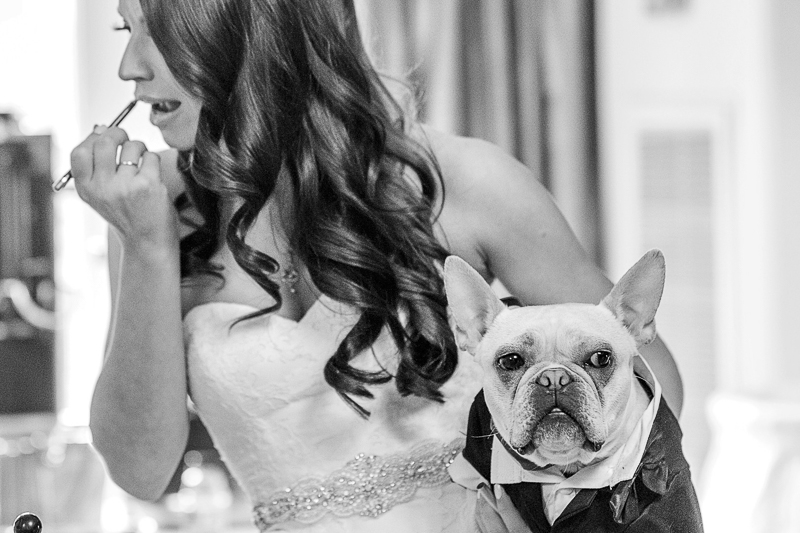 bride touching up makeup while holding her dog, Frenchie, ©epagaFoto | Kansas City, MO dog-friendly wedding