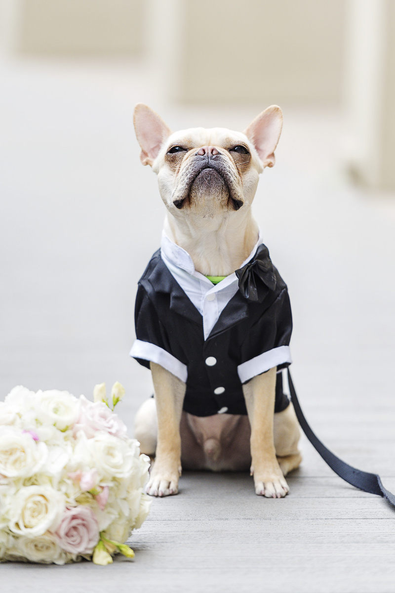 French Bulldog wearing tux, sitting next to bouquet, wedding dog ©epagaFoto | Kansas City, MO dog-friendly wedding