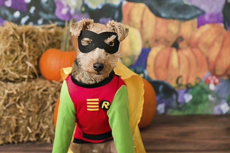 April Ziegler Photography- Howl-O-Ween dog wearing Robin costume