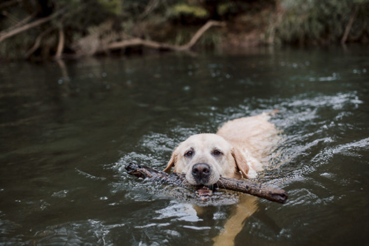 Yellow Lab swimming in river