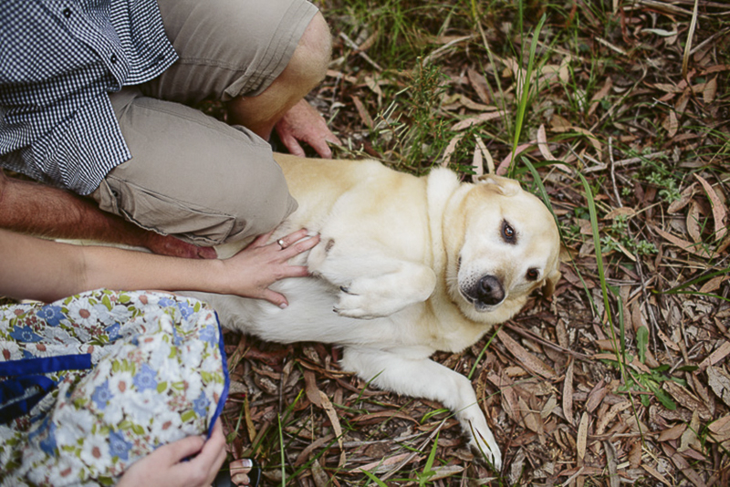 Lab enjoying a belly rub, engagement pictures with a dog, ©Hilary Cam Photography 