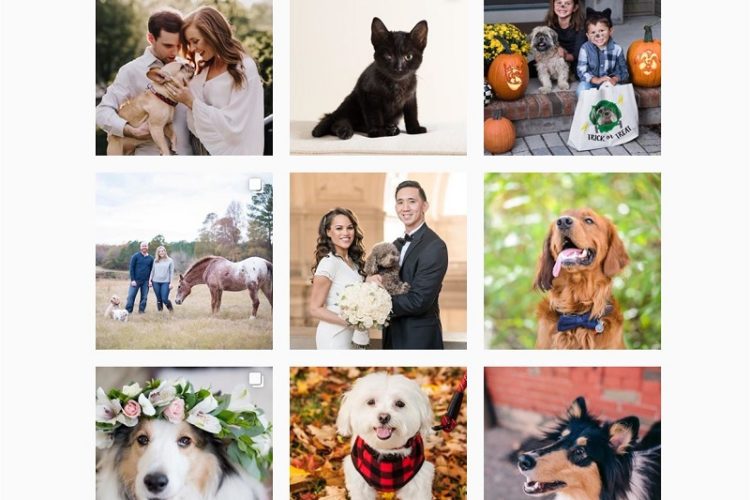 Daily Dog Tag Instagram-Tailwind scheduler