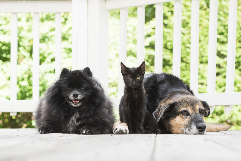 small rescue kitten with dogs, on location pet photography, ©Alice G Patterson Photography | Syracuse lifestyle & studio pet photography