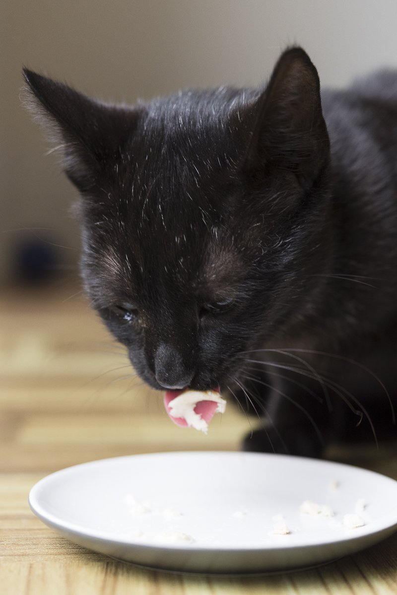 black kitten enjoying NomNomNow | Alice G Patterson Photography