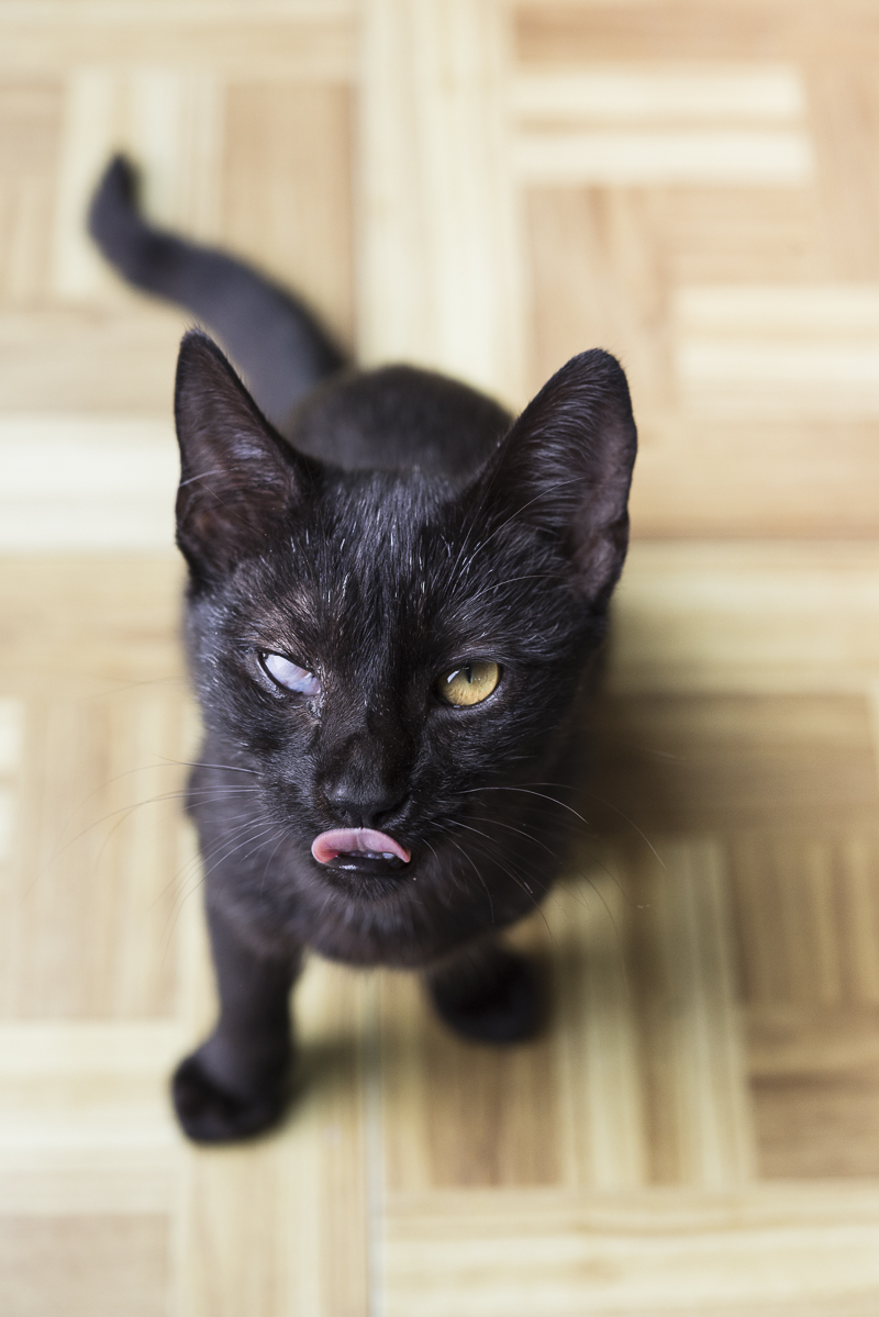 black kitten with tongue out, waiting for food, ©Alice G Patterson Photography | Syracuse lifestyle & studio pet photography