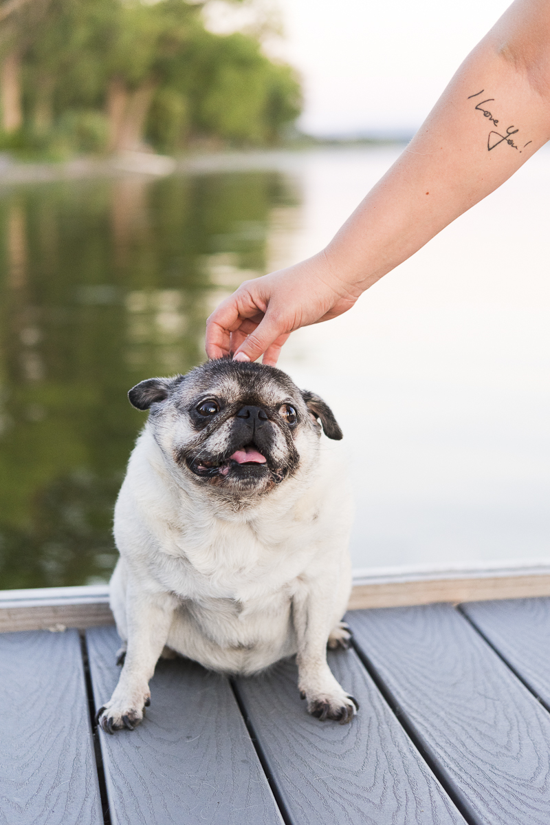 Pug enjoying head scratch on dock, I love you tattoo, Onondaga Lake Park, ©Alice G Patterson Photography | Syracuse lifestyle dog photography