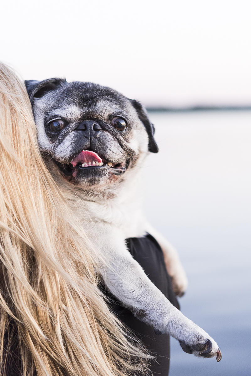 Pug looking over shoulder, Onondaga Lake Park, ©Alice G Patterson Photography lifestyle dog photography