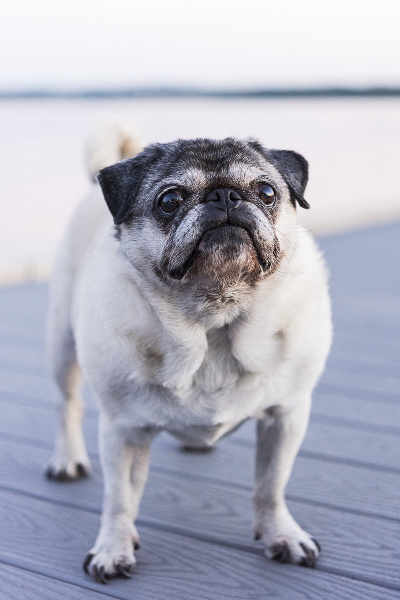 Tuesday the Pug on a dock, ©Alice G Patterson Photography | Syracuse on location pet photography