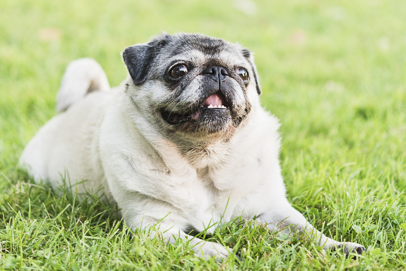 Happy fawn pug, Tuesday the Pug lying on green grass, ©Alice G Patterson Photography | Syracuse Dog Photographer