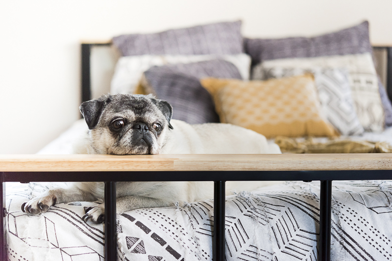 Tuesday the Pug resting her head, dogs on furniture, ©Alice G Patterson Photography | Best Syracuse dog photographer