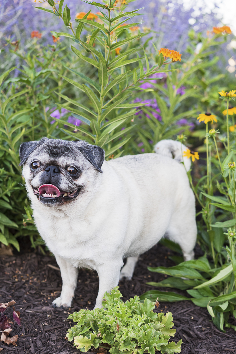 cute Pug in flower bed | ©Alice G Patterson Photography | Syracuse lifestyle dog photography