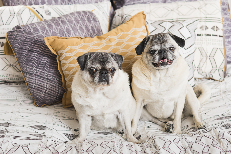 Two Pugs on a bed, Pug love, ©Alice G Patterson Photography CNY dog photographer