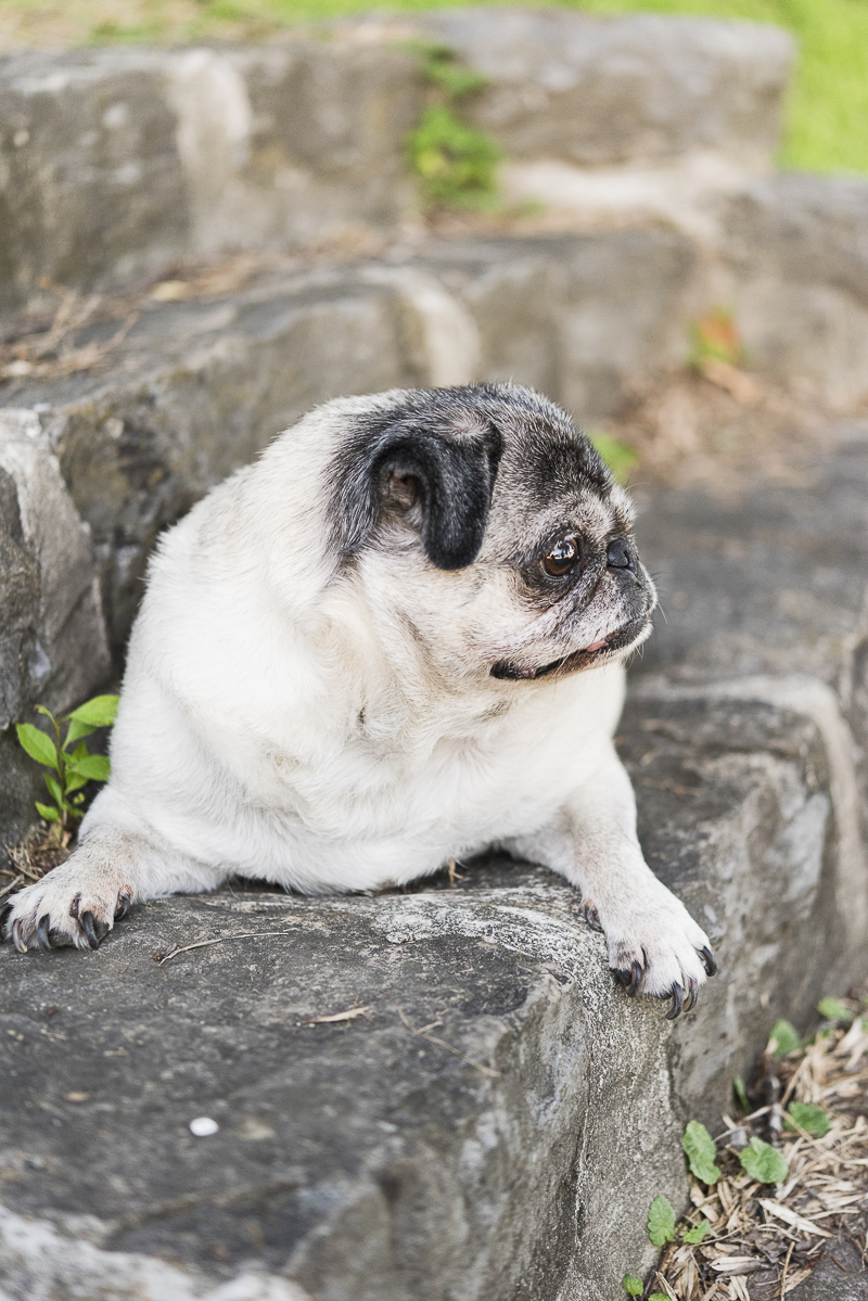 Pug lying on stone steps, ©Alice G Patterson Photography | Syracuse lifestyle dog photography
