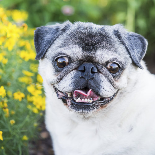 Happy Tails:  Tuesday the Pug In Syracuse, New York