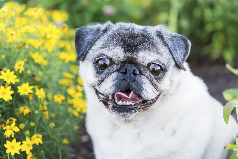 Tuesday the Pug, Syracuse dog photography | ©Alice G Patterson Photography